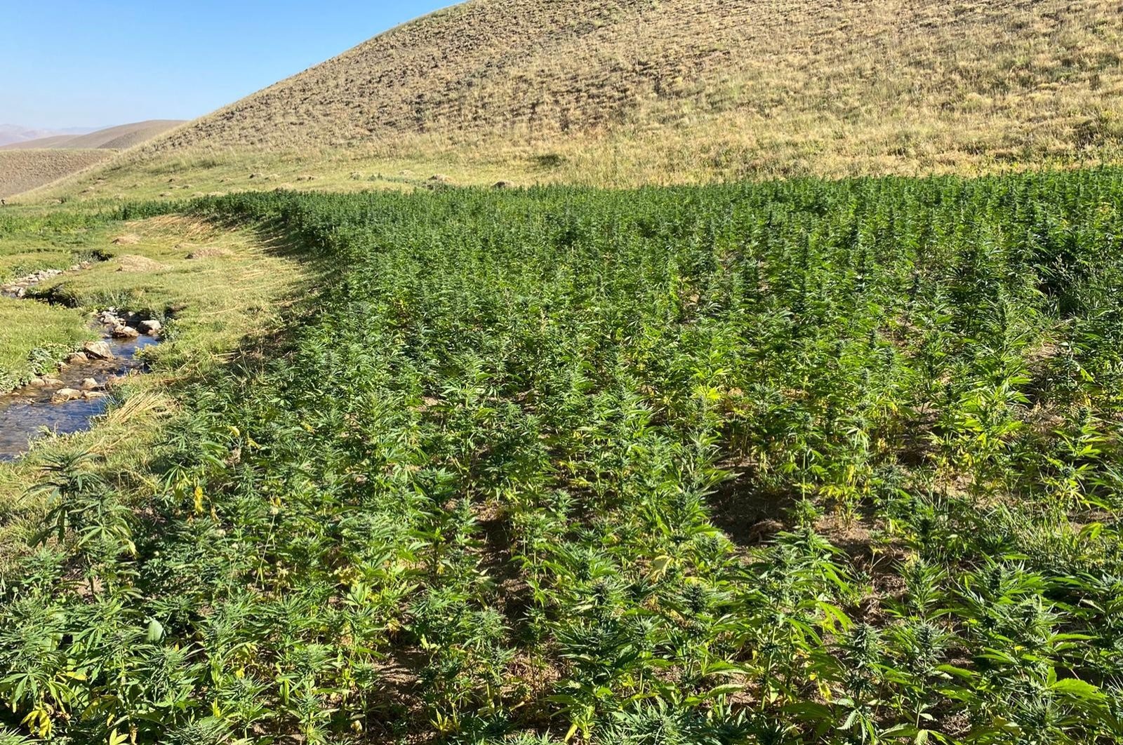 Seized cannabis gardens in the countryside of Van province, Aug. 22, 2020. (IHA Photo)