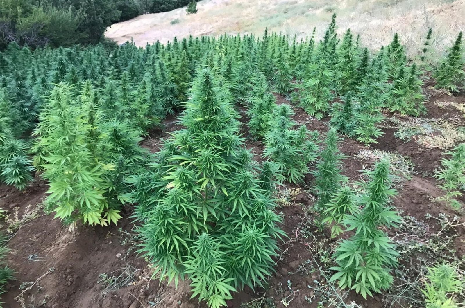 A view of the cannabis field, in Bingöl, eastern Turkey, Aug. 24, 2020. (AA Photo)