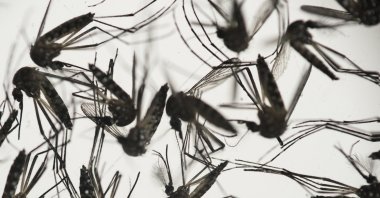 Samples of Aedes aegypti mosquitoes, responsible for transmitting dengue and Zika, sit in a petri dish at the Fiocruz Institute in Recife, Pernambuco state, Brazil, Jan. 27, 2016. (AP Photo)