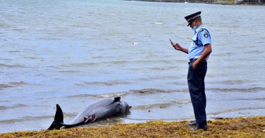 A policeman takes a photograph of a carcass of a dolphin that died and was washed up on shore at the Grand Sable, Mauritius on Aug. 26, 2020. (Reuters Photo)