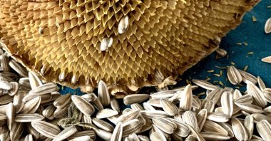 Turkish people are known for their "addiction" to nuts, and sunflower seeds are their top choice. (Photo by Mindy Yartaşı)
