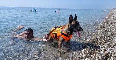 Fox pulls a swimmer to the beach, Antalya, southern Turkey, Sept. 2, 2020. (DHA Photo)