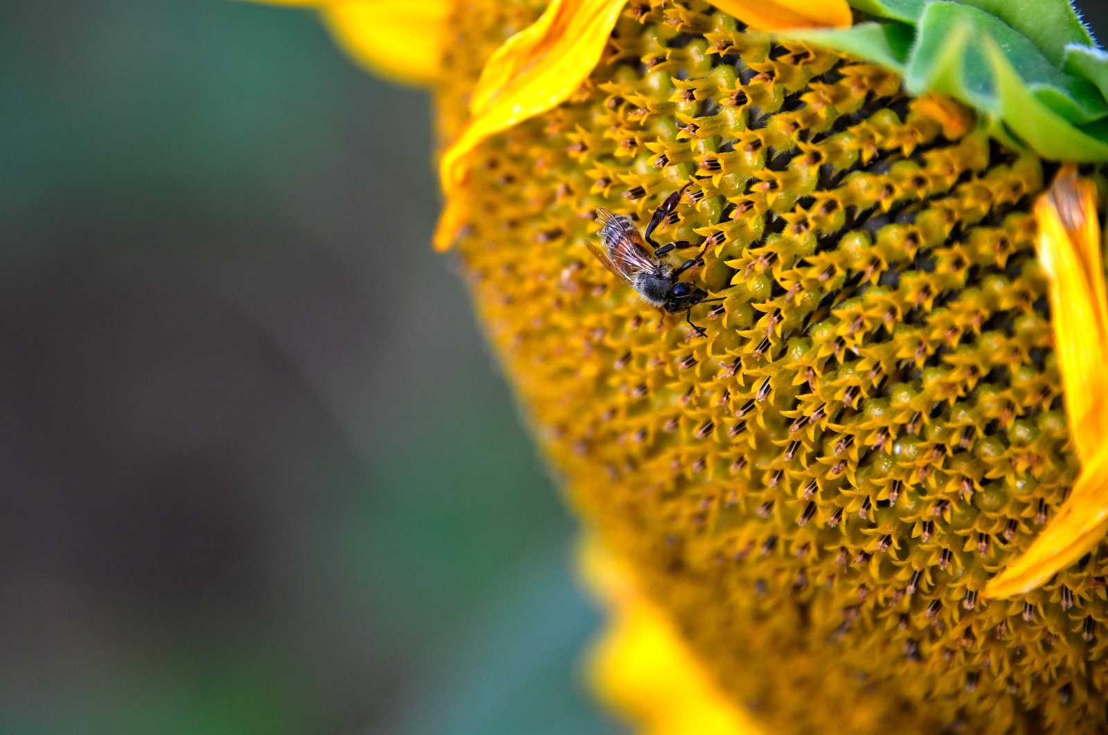 A bee gathers pollen from a sunflower in a field in Calmont, southwestern France, Aug. 4, 2020. (AFP Photo)