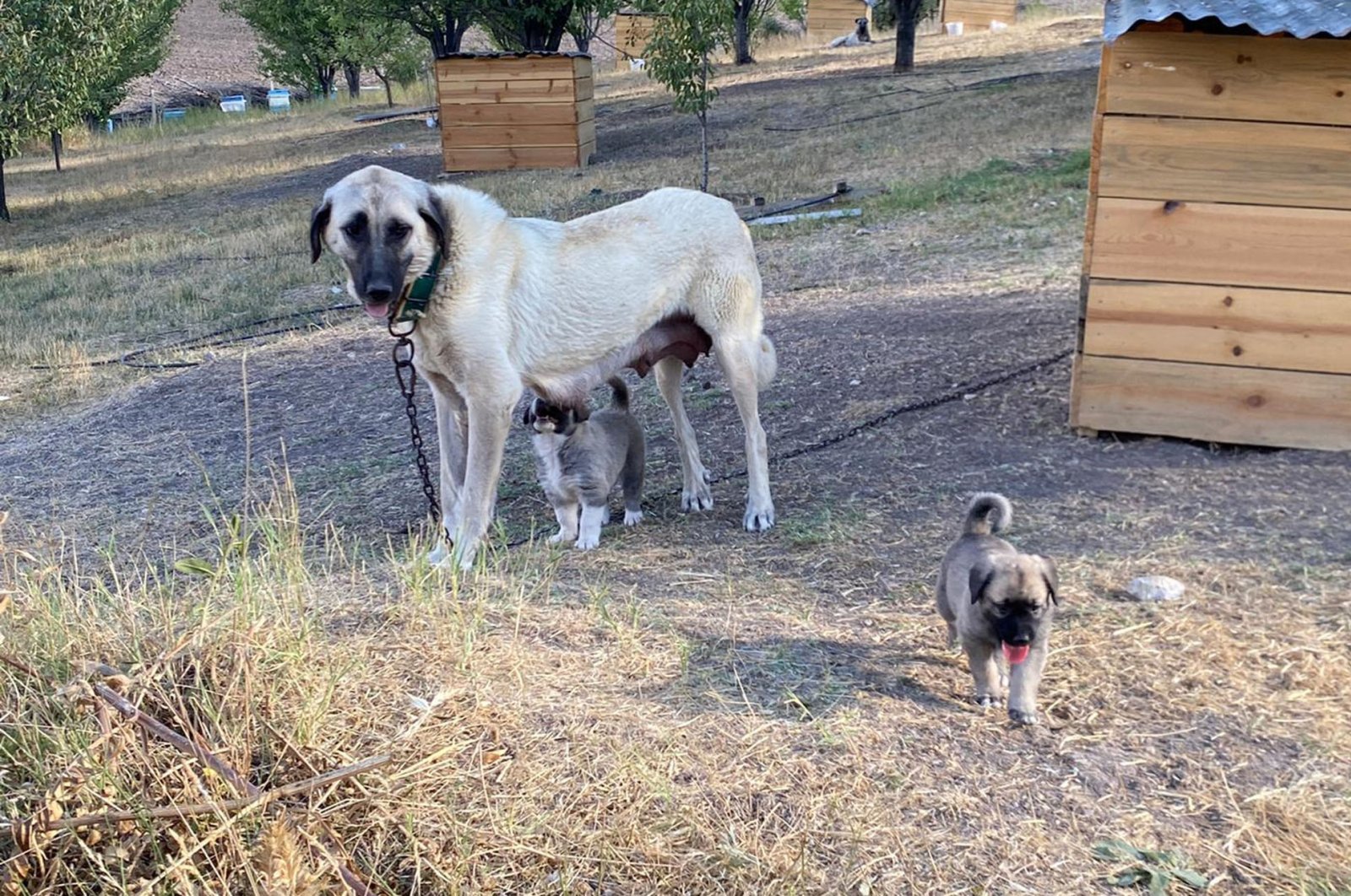 A Kangal dog nurses her puppy while another puppy plays nearby, in Sivas, central Turkey, Sept. 2, 2020. (DHA Photo)