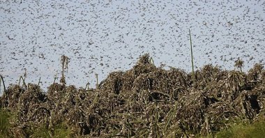 Locusts swarm is seen near Gaborone, Botswana, Sept. 4, 2020. (AP Photo)