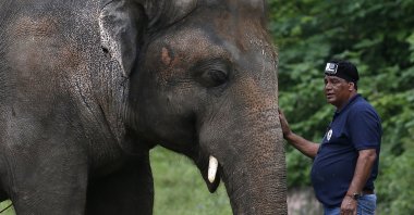 A veterinary from the international animal welfare organization "Four Paws" offers comfort to an elephant named "Kaavan" during his examination at the Maragzar Zoo in Islamabad, Pakistan, Sept. 4, 2020. (AP Photo/Anjum Naveed)