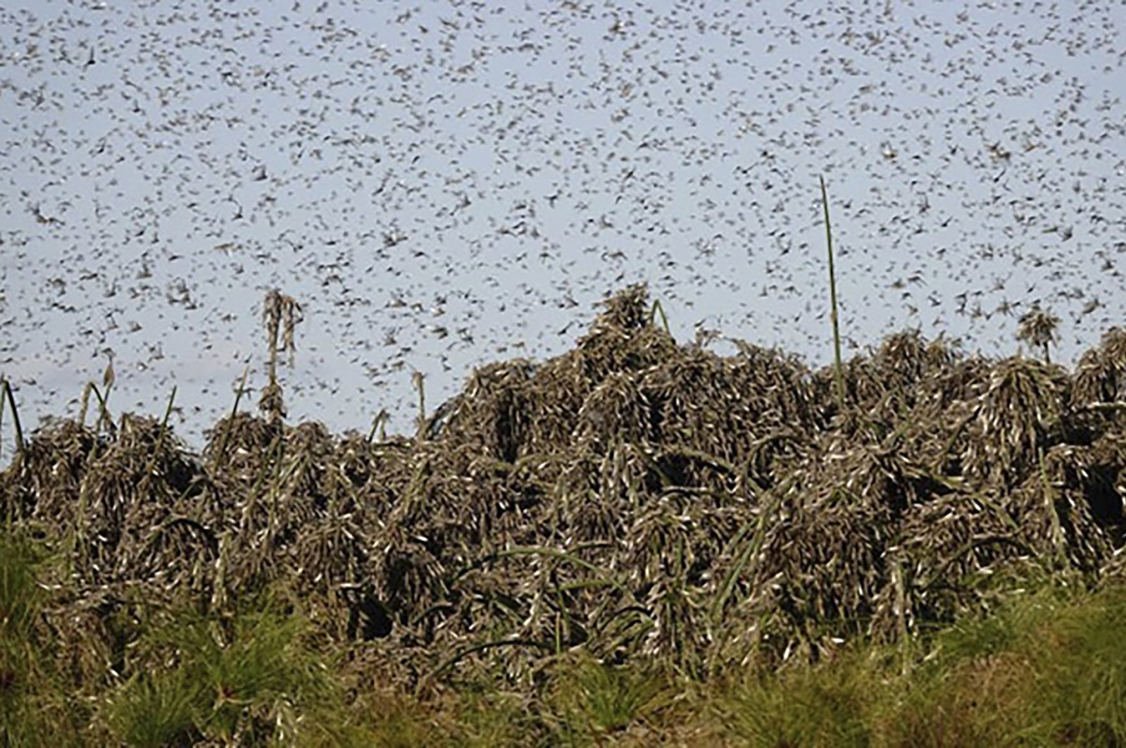Locusts swarm is seen near Gaborone, Botswana, Sept. 4, 2020. (AP Photo)