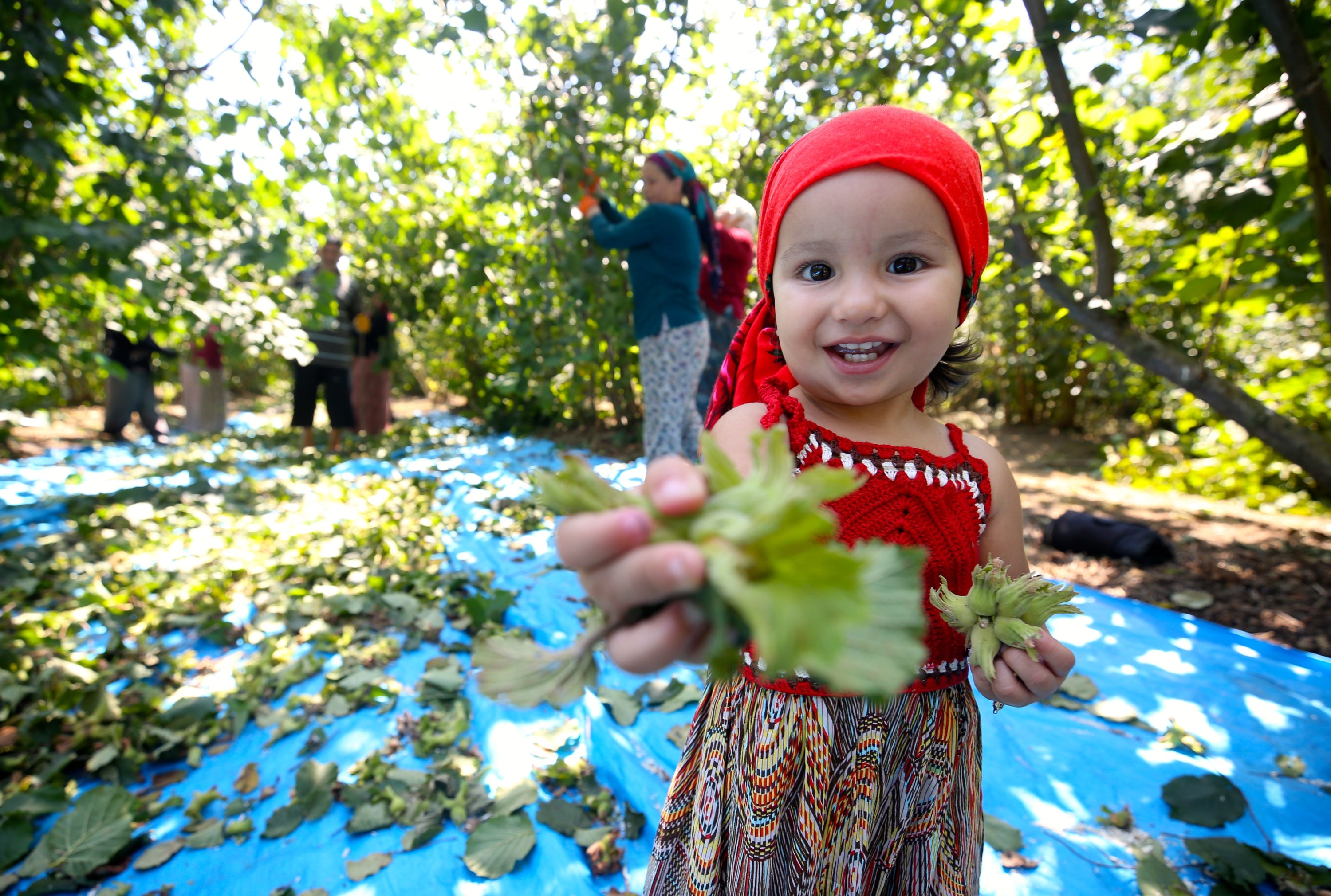 A young girl holds out fresh hazelnuts toward the camera in Düzce, Turkey, Aug. 9, 2020. (AA Photo)