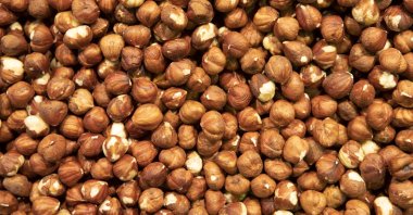 Often referred to as the "green gold," fresh and unroasted hazelnuts are a great source of nutrients. (iStock Photo)
