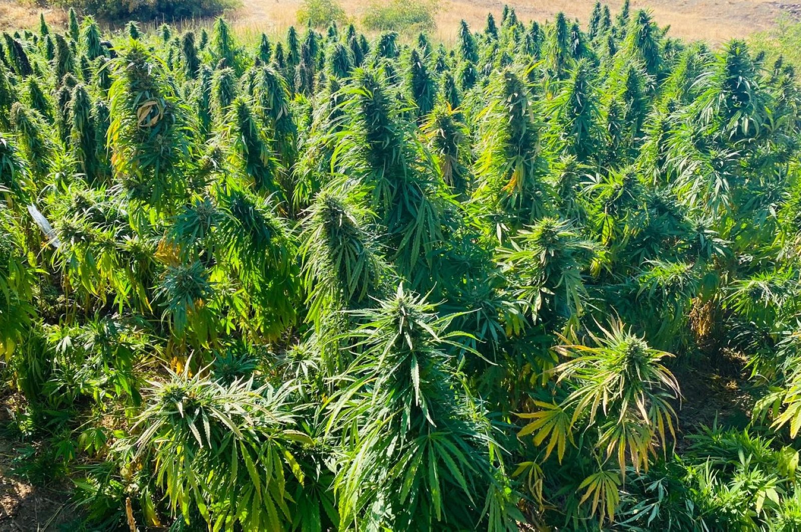 Cannabis plants illegally planted and cultivated in Diyarbakır, Turkey, Sept. 5, 2020. (AA Photo)