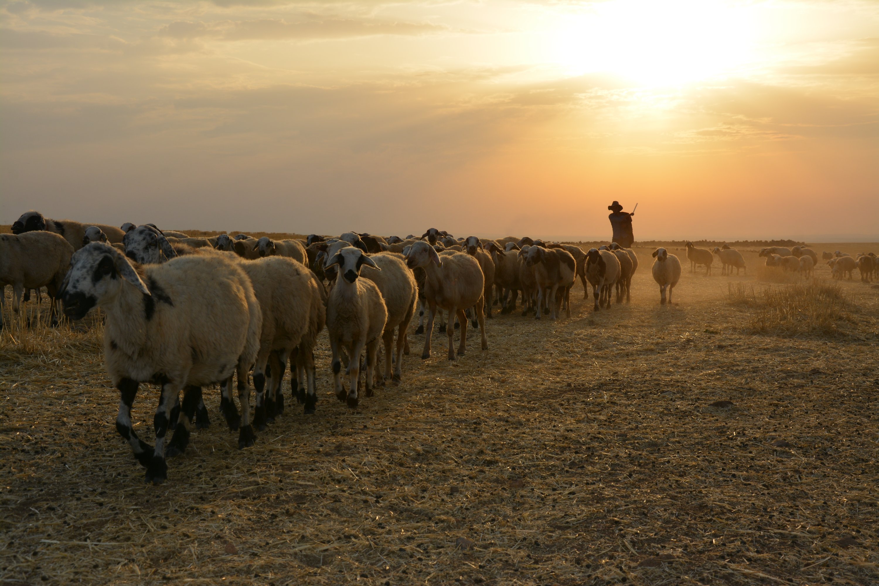Photo shows a shepherd and his herd of goats in Şanlıurfa's Siverek district, southeastern Turkey, Aug. 9, 2020. (AA Photo)