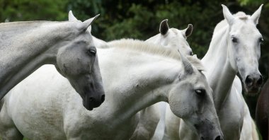 Horses are seen in a corral at Clodomiro Picado Institute, before their blood is drawn for a trial to produce a treatment for COVID-19 in San Jose, Costa Rica, July 5, 2020. (REUTERS Photo)