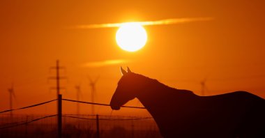 A horse stands in a field at sunrise in Cuvillers, France, Sept. 7, 2020. (Reuters Photo)