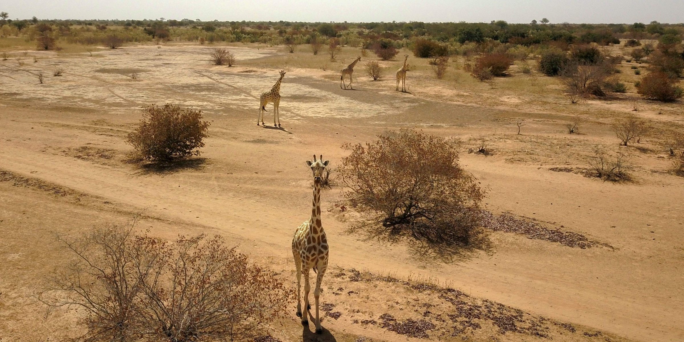 Niger giraffe reserve faces uncertain future after attack | Daily Sabah thumbnail