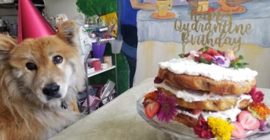 A dog named Penny sits next to a naked strawberry chamomile cake made to celebrate her birthday in isolation during the COVID-19 pandemic in Phoenix, Arizona, U.S., June 2020. (AP Photo/)