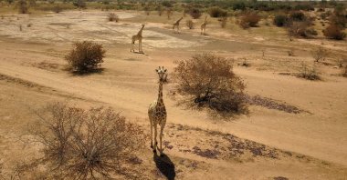 An aerial view shows giraffes in Koure, Niger on Feb. 25, 2020. (Photo by Souleymane Ag Anara via AFP)