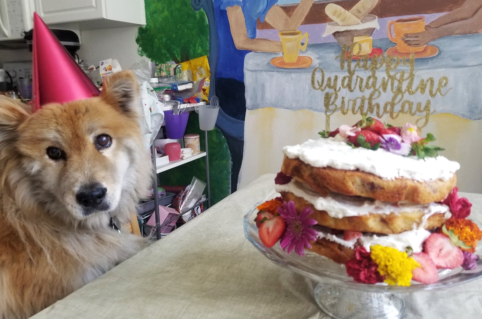 A dog named Penny sits next to a naked strawberry chamomile cake made to celebrate her birthday in isolation during the COVID-19 pandemic in Phoenix, Arizona, U.S., June 2020. (AP Photo/)