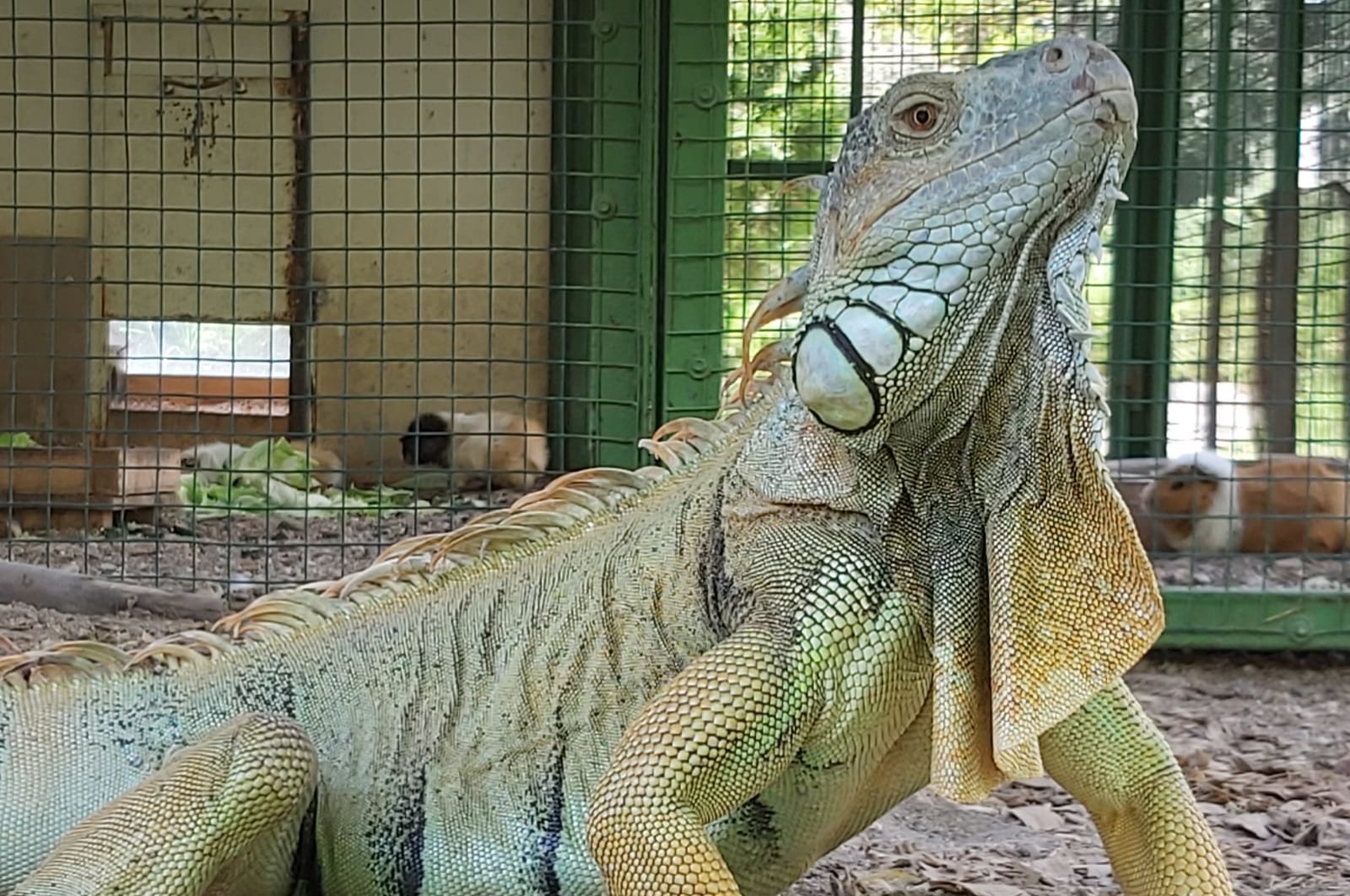 A newly arrived iguana is seen at the Tarsus Animal Park in the southern city of Mersin, Turkey, Sept. 8, 2020. (Mersin Metropolitan Municipality via AA)