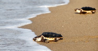 Loggerhead sea turtles are released by CRAM Foundation at a beach in Castelldefels, Barcelona, Spain, Aug. 26, 2020. (EPA Photo)