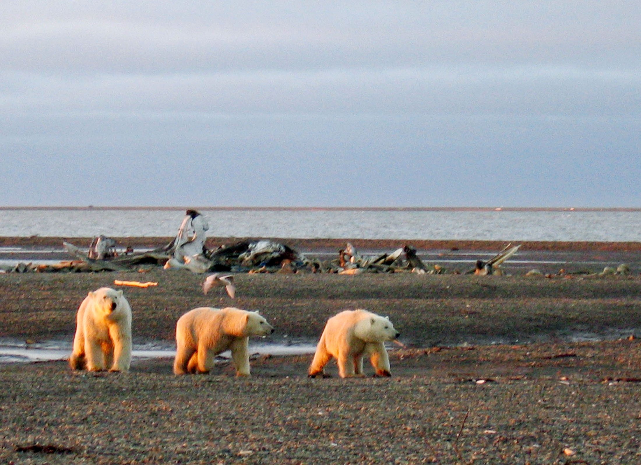 Three polar bears are seen on the Beaufort Sea coast within the 1002 Area of the Arctic National Wildlife Refuge in this undated handout photo, Dec. 21, 2005. (U.S. Fish and Wildlife Service Alaska Image Library/Handout via REUTERS)