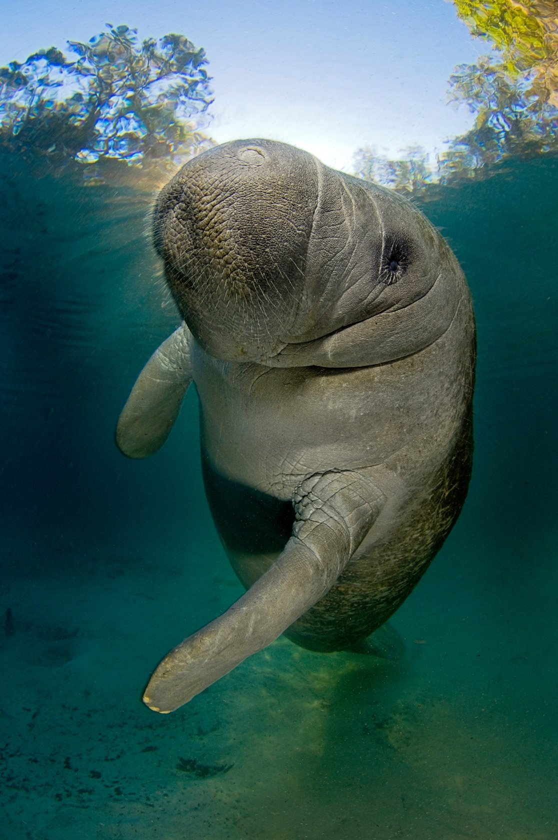 A young Florida manatee (Trichechus manatus latirostrus) stays warm in a freshwater spring in winter, at dawn at the Three Sisters Spring, Crystal River, Florida, U.S., January 2020. (Photo courtesy of WWF)