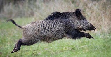 In this file photo, a wild boar jumps in the Taunus region near Frankfurt, Germany, Nov. 9, 2019. (AP Photo)