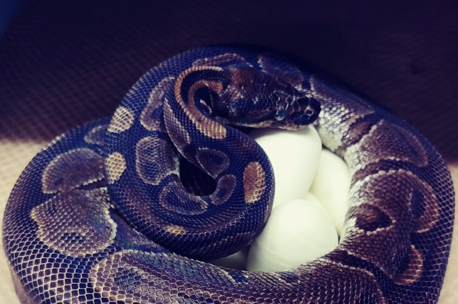 This photo provided by the Saint Louis Zoo shows,a 62-year-old ball python curled up around her eggs July 23, 2020. (AP Photo)