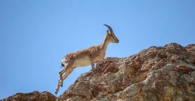 A wild goat climbs a rock in Van, eastern Turkey, Sept. 14, 2020. (AA Photo)