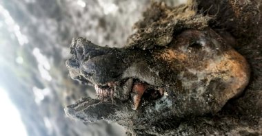 The head of an Ice Age cave bear found on Bolshoy Lyakhovsky Island, or Great Lyakhovsky, the largest of the Lyakhovsky Islands belonging to the New Siberian Islands archipelago between the Laptev Sea and the East Siberian Sea in northern Russia. (North-Eastern Federal University via AP)