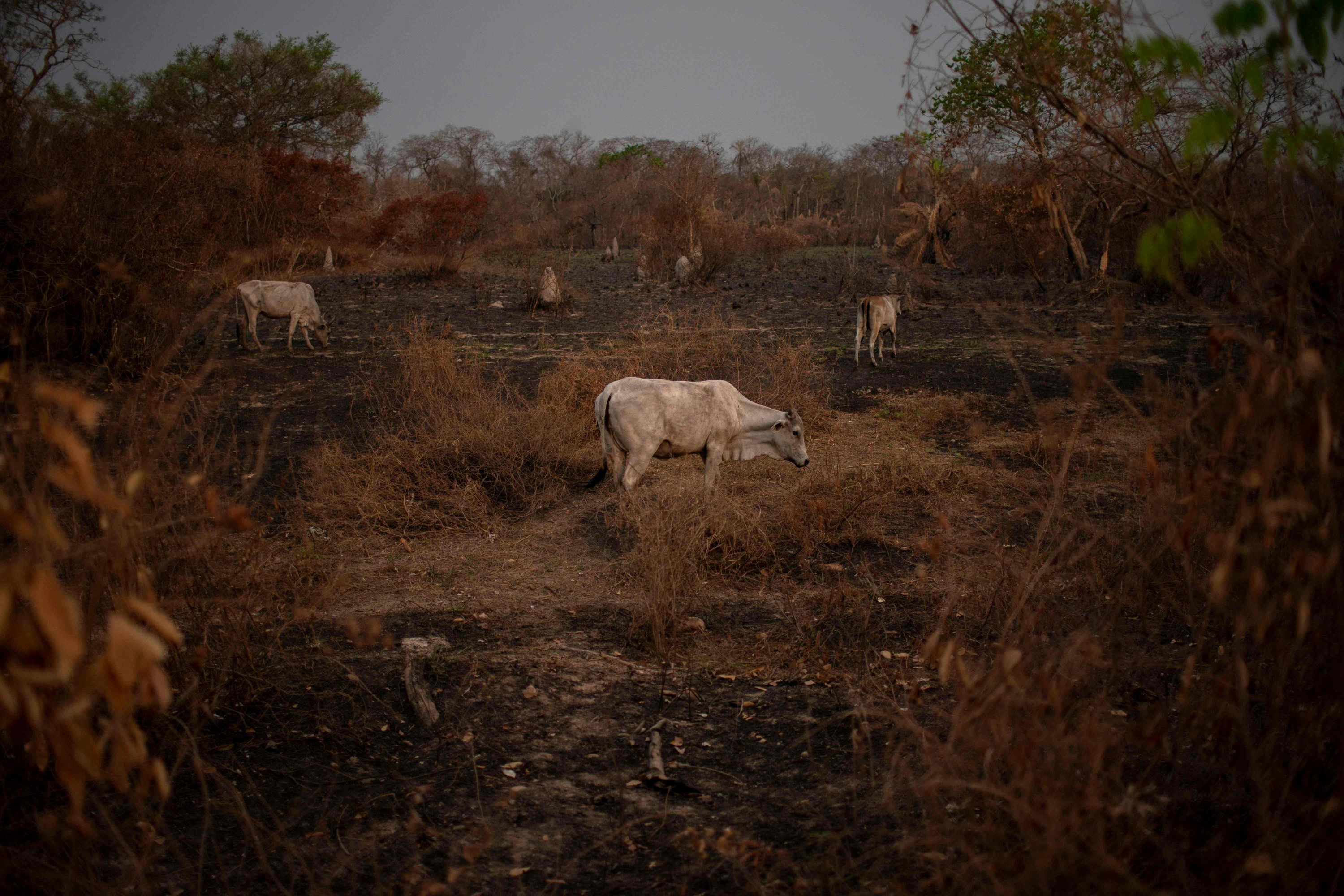 Cattle are seen grazing on a recent burnt area of the wetlands of Pantanal near Transpantaneira park road in Mato Grosso state, Brazil, on Sept. 12, 2020. (AFP Photo)