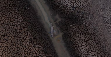 A dead alligator is seen at the wetland of Pantanal at the Transpantaneira park road in Mato Grosso state, Brazil, on Sept. 12, 2020. (AFP Photo)