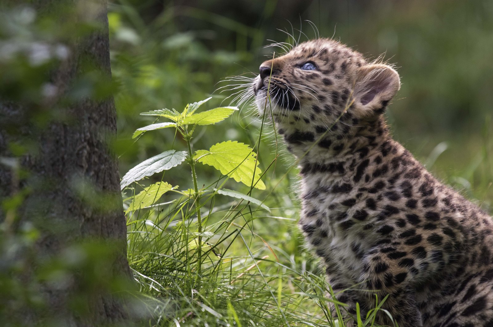 An Amur leopard cub, one of the many animal species at risk of extinction, in his enclosure in a zoo in Leipzig, Germany, June 27, 2017. (AP Photo)