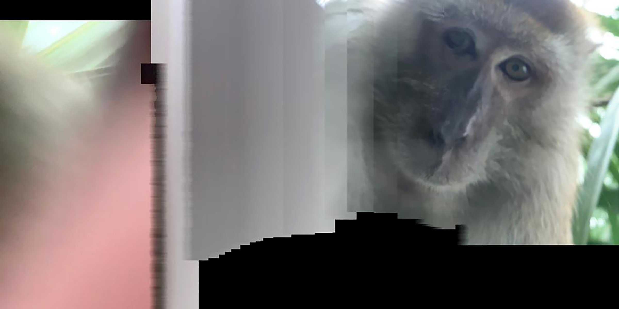 This Monkey Pretends to Be a Perfect Pet but Takes Defense to New Levels!