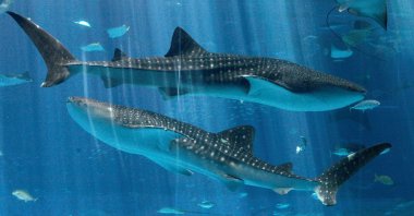 Whale sharks swim at Okinawa Churaumi Aquarium in Motobu town on Japan's southern island of Okinawa July 9, 2007. (Reuters Photo)