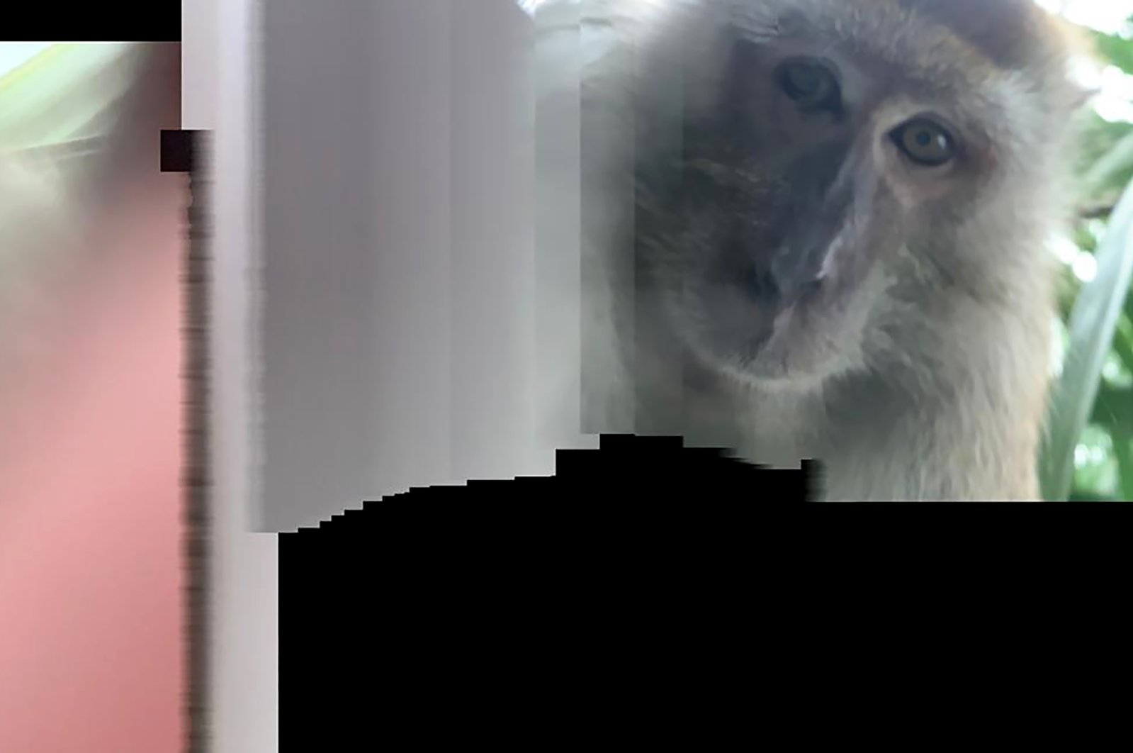 This photo taken with panorama mode but the phone wasn't turned, and provided by Zackrydz Rodzi shows a monkey which took a selfie in Batu Pahat in the southern state of Johor, Malaysia on Saturday, Sept. 12, 2020. (Zackrydz Rodzi via AP Photo)