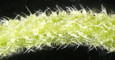 An undated and unplaced handout photo received from the Institute for Molecular Bioscience at the University of Queensland on Sept. 17, 2020, shows a detailed view of the gympie-gympie stinging tree. (University of Queensland via AFP)