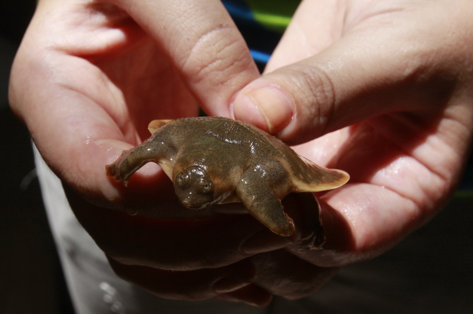 An expert holds a baby Cantor's softshell turtle during an opening of the Mekong Turtle Conservation Center in Krtie province,some 350 kilometers (217 miles) northeast Phnom Penh, Cambodia, Wednesday, June 8, 2011. (AP Photo)