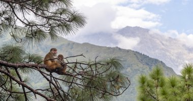 A pair of macaques sit on a pine tree against a backdrop of the Dhauladhar range of the Himalayas in Dharmsala, India, Friday, Sept. 11, 2020. (AP Photo)