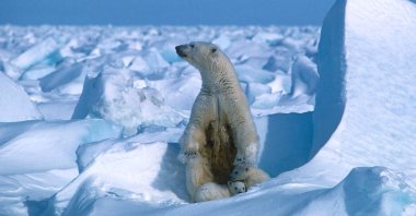 A polar bear with its cubs sits in the sea ice, northeast of Prudhoe Bay in Alaska, U.S., in 1985, in this file handout photo made available on July 17, 2020. (Photo by Steven C. Amstrup/Polar Bears International via AFP) 