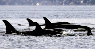 In this Jan. 18, 2014, file photo, endangered orcas from the J pod swim in Puget Sound west of Seattle, U.S., as seen from a federal research vessel that had been tracking the whales. (AP Photo)