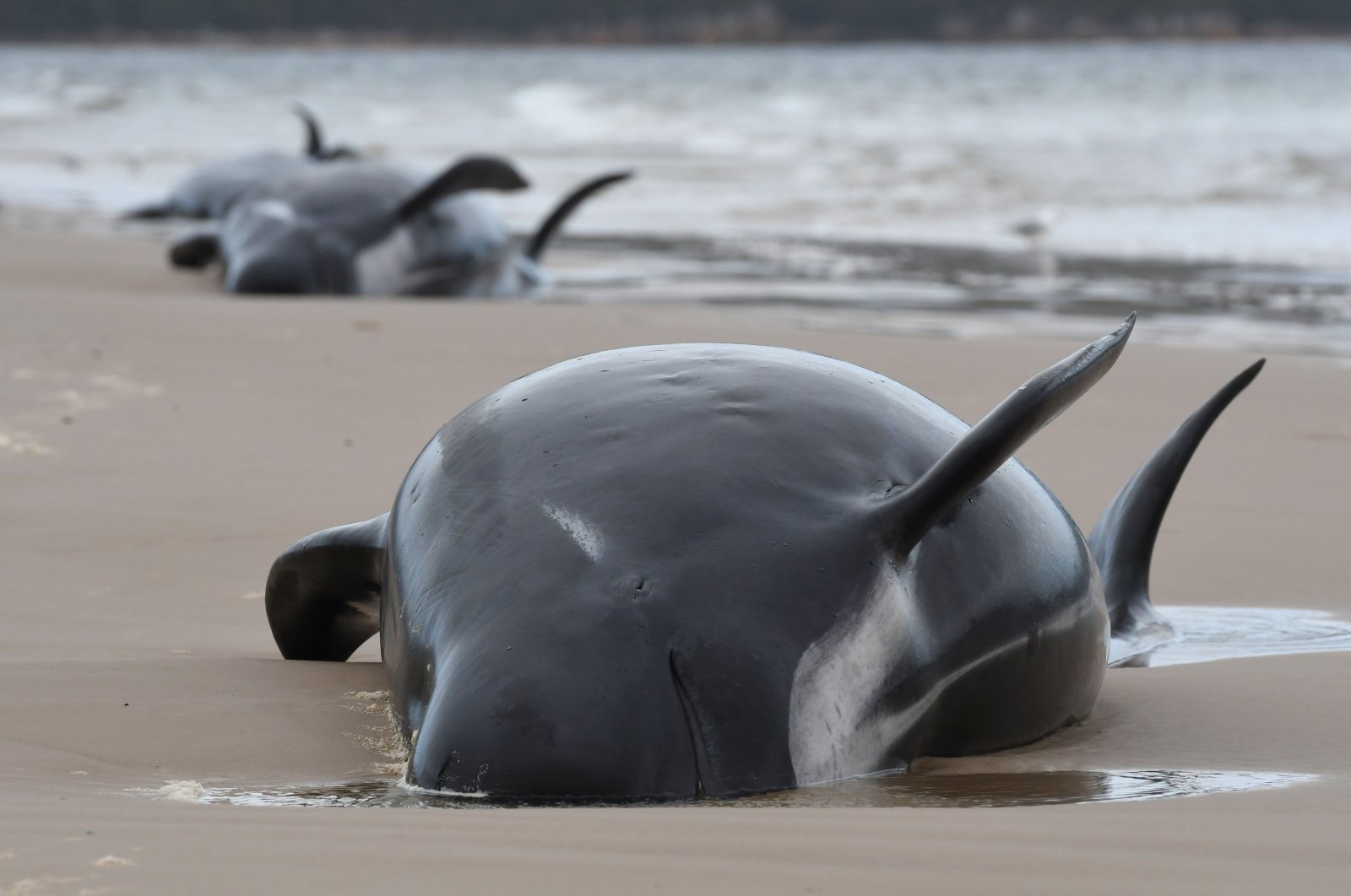 A pod of whales stranded on a beach in Macquarie Harbor on the rugged west coast of Tasmania, Australia, Sept. 22, 2020. (AFP Photo/Brodie Weeding/The Advocate)