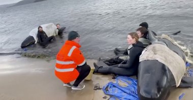 Whale rescue efforts take place at Macquarie Heads in Tasmania, Australia, Sept. 23, 2020, in this still picture obtained from social media video. (Reuters Photo)