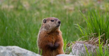 A marmot explores Yellowstone National Park, U.S., March 30, 2020. (Reuters File Photo)