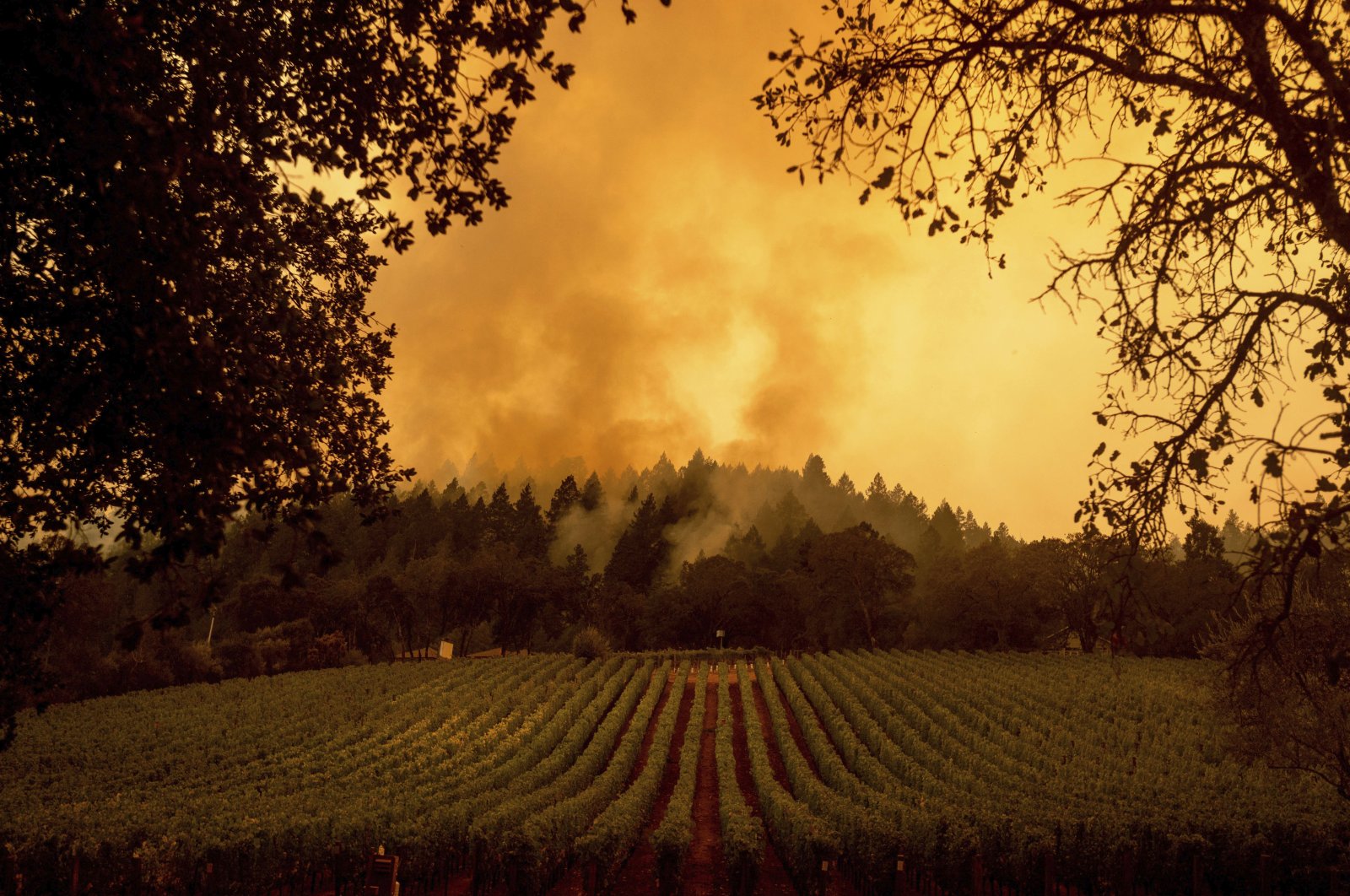 Smoke rises over a vineyard as the Glass Fire burns, in Calistoga, California, U.S., Sept. 28, 2020. (AP Photo)