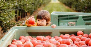 A weekend trip to your nearest apple orchard is a perfect day outdoors, especially for families with smaller kids. (iStock Photo)