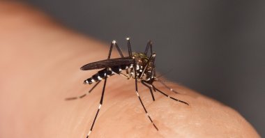 Asian tiger mosquitos can carry diseases ranging from Zika to dengue. (iStock Photo)