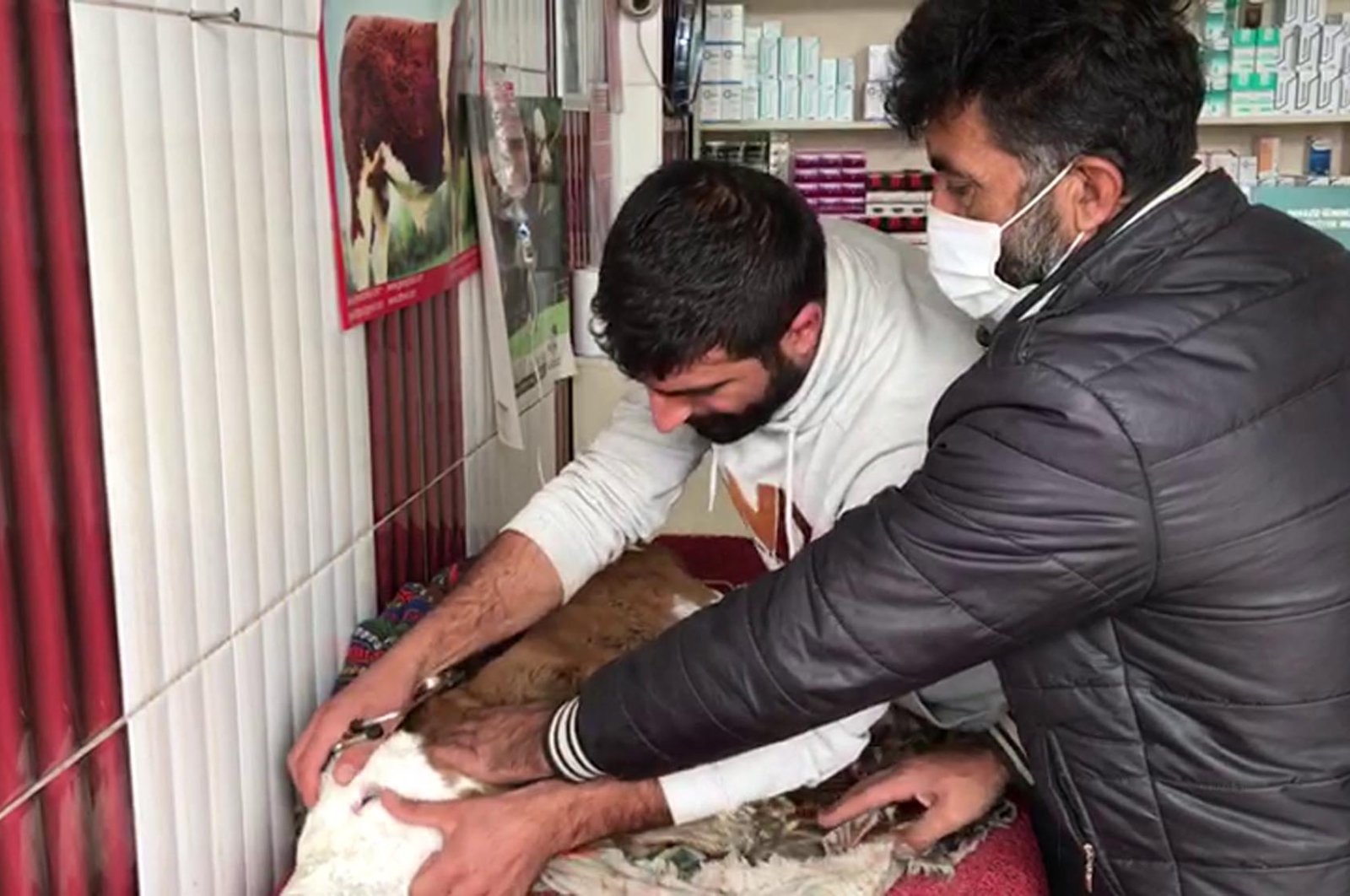 Veterinarian Ibrahim Özbey (L) examines an animal in his clinic in Kars, eastern Turkey, Oct. 6, 2020. (DHA Photo)