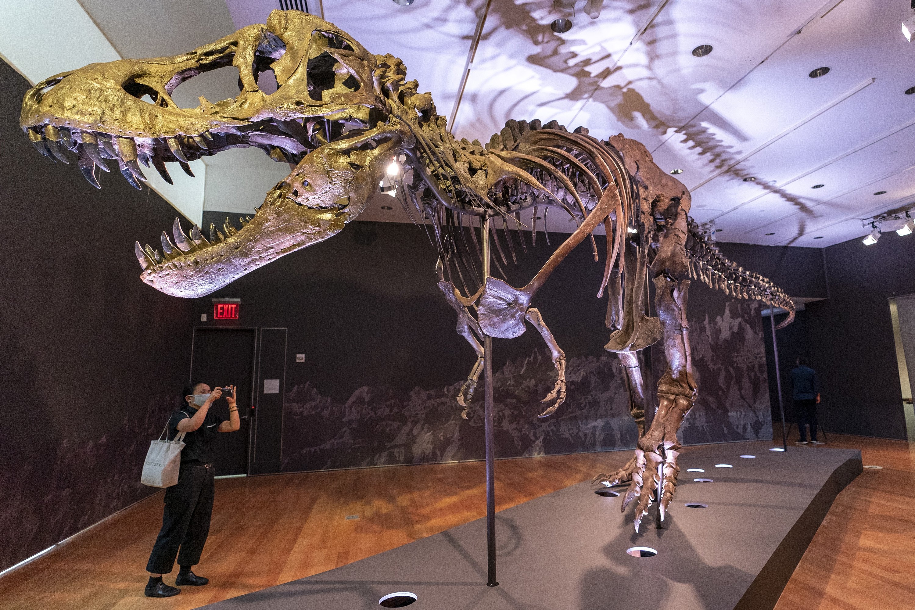 T Rex Fossil Sells For Record Breaking 31 8 Million Daily Sabah