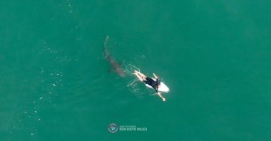 A shark swims close to world championship tour surfer Matt Wilkinson at Sharpes Beach, New South Wales, Australia, Oct. 7, 2020. (Surf Life Saving NSW via Reuters)