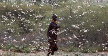 A member of the Turkana tribe walks through a swarm of desert locusts in the village of Lorengippi near the town of Lodwar, Turkana county, Kenya, July 2, 2020. (REUTERS Photo)